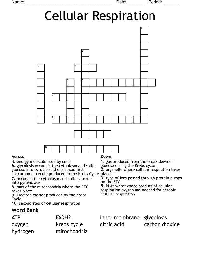 Cellular Respiration  Crossword