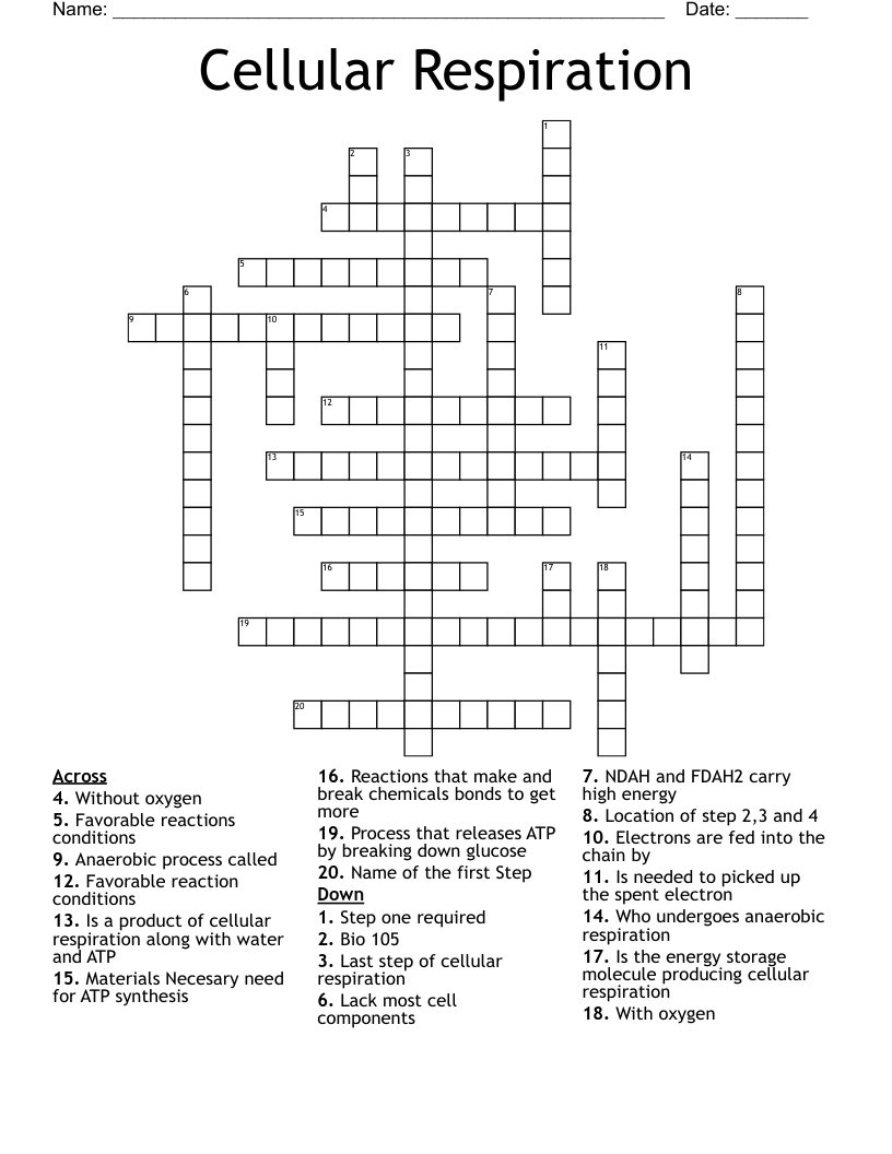 Cellular Respiration  Crossword