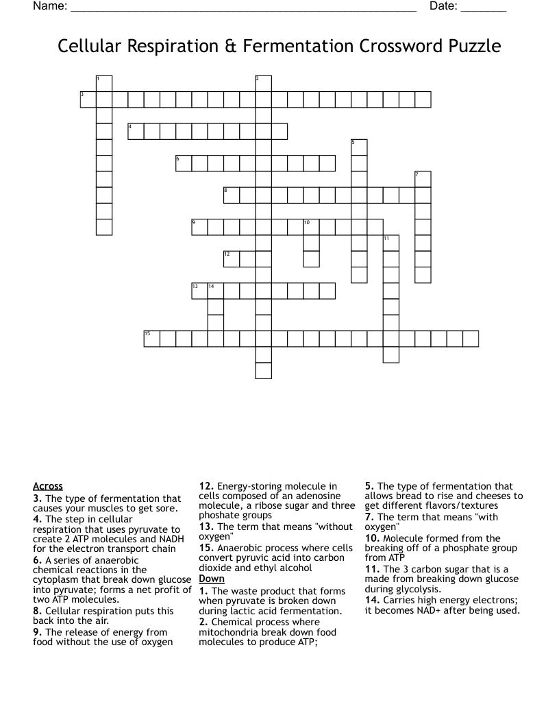 Cellular Respiration & Fermentation Crossword Puzzle