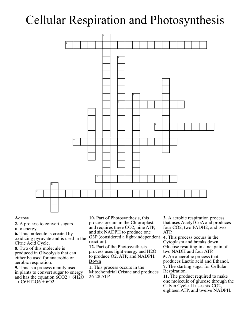 Cellular Respiration and Photosynthesis Crossword