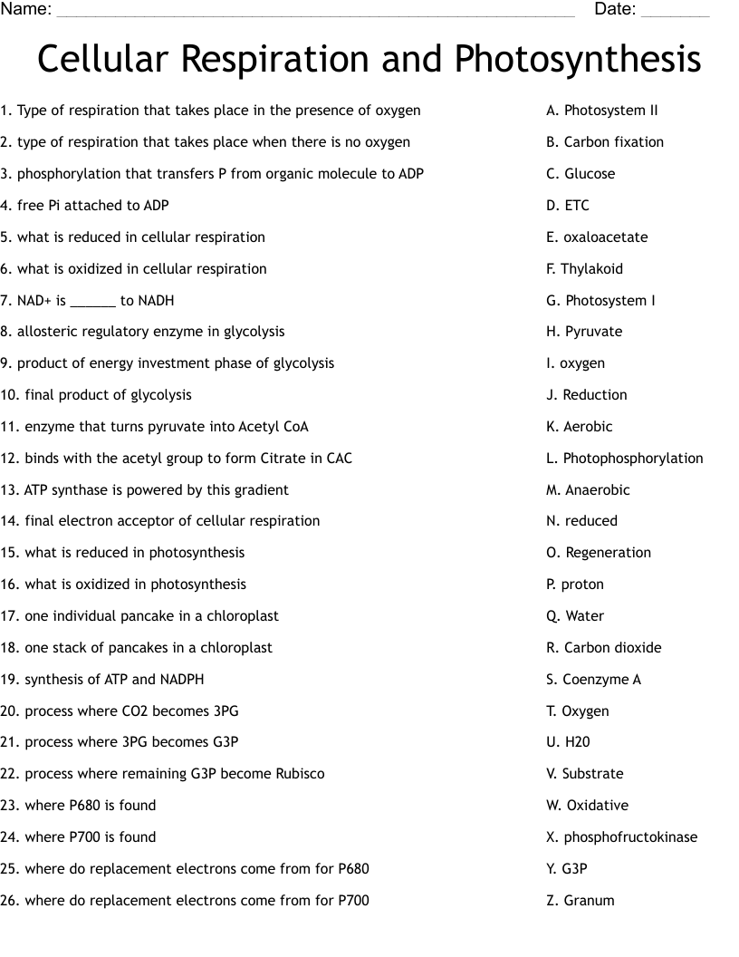 Cellular Respiration and Photosynthesis Worksheet