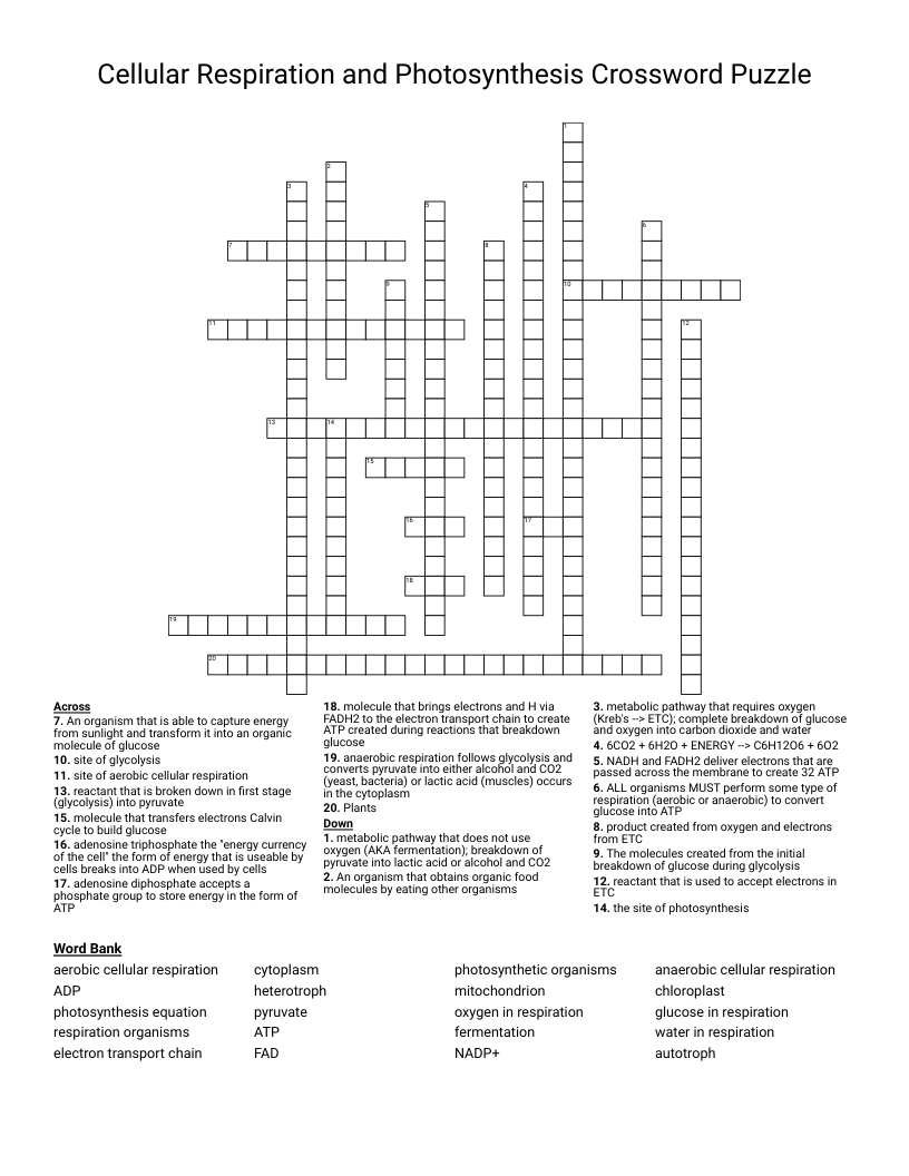 Cellular Respiration and Photosynthesis Crossword Puzzle 