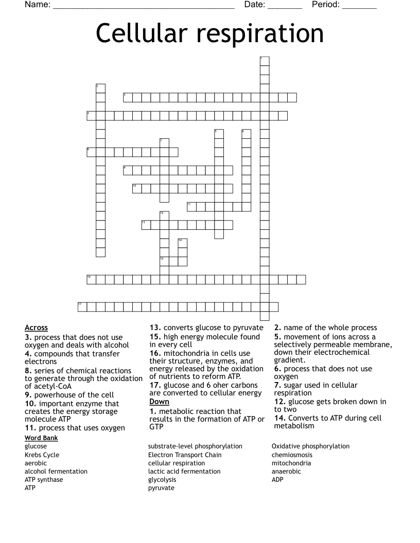 Cellular respiration Crossword