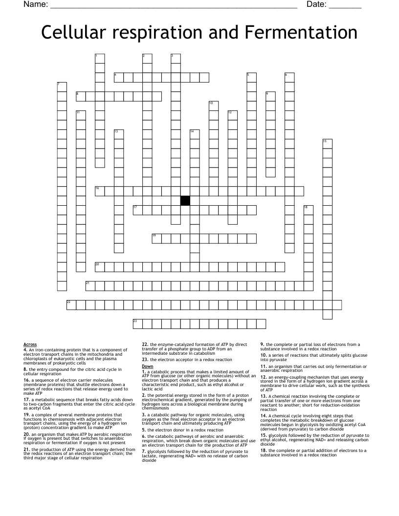 Cellular respiration and Fermentation Crossword