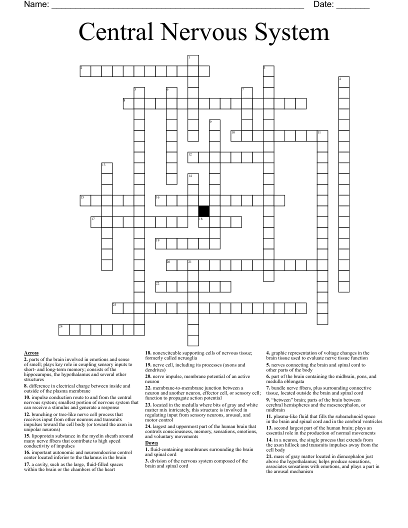 Central Nervous System Crossword