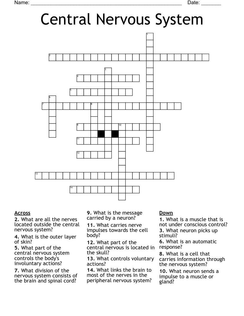 Central Nervous System Crossword