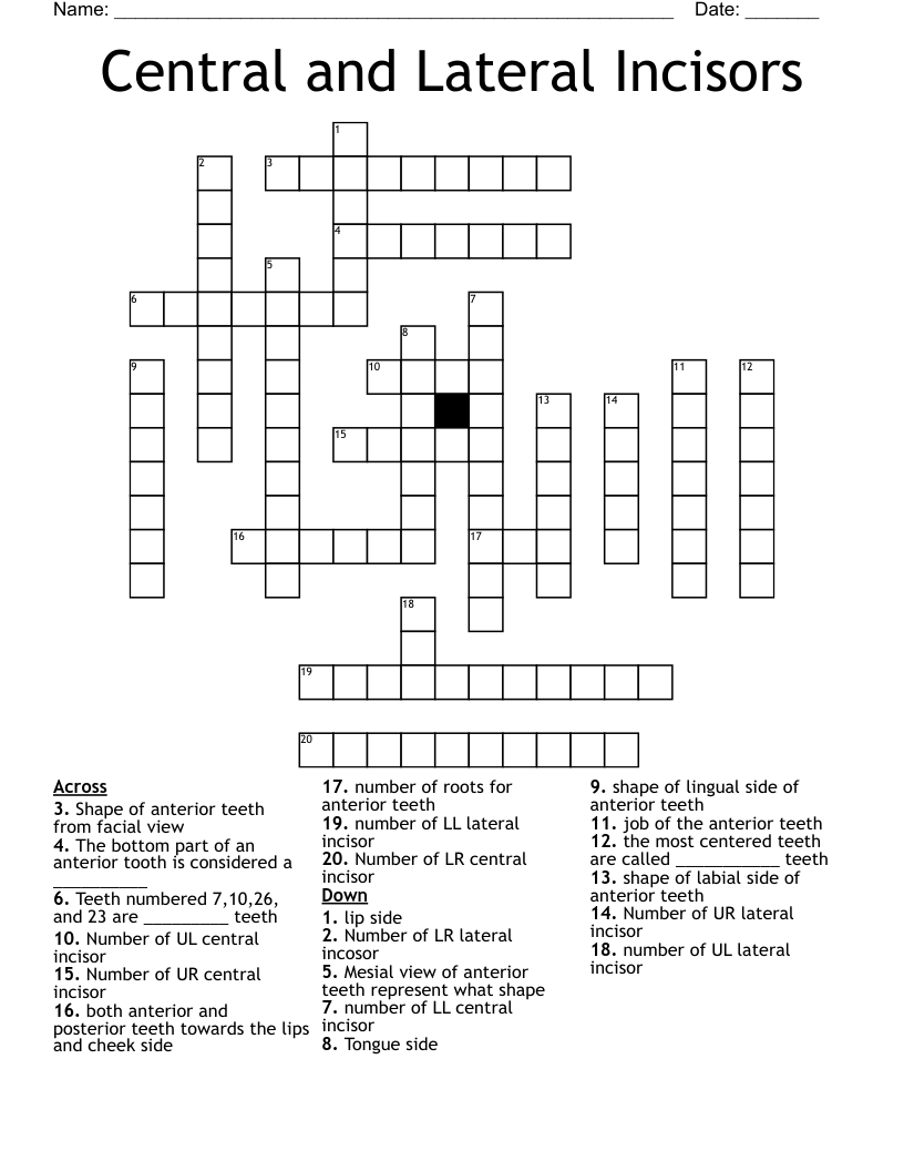 Central and Lateral Incisors Crossword