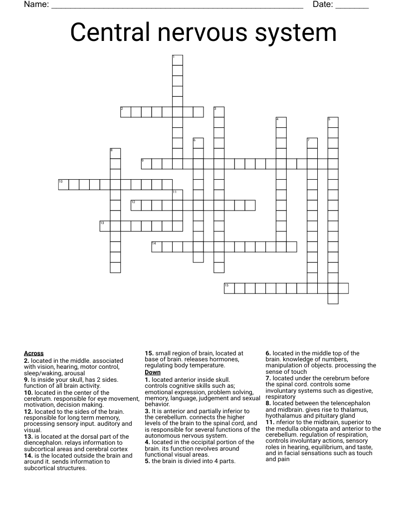 Central nervous system Crossword
