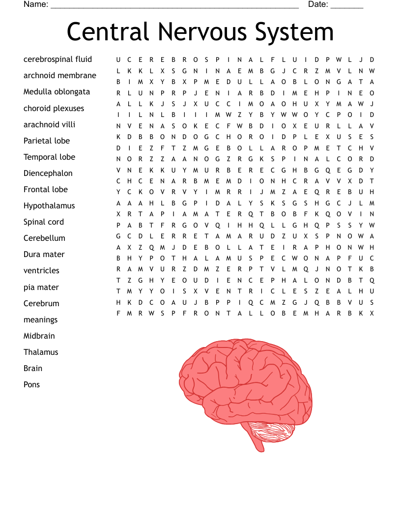 Central Nervous System Word Search