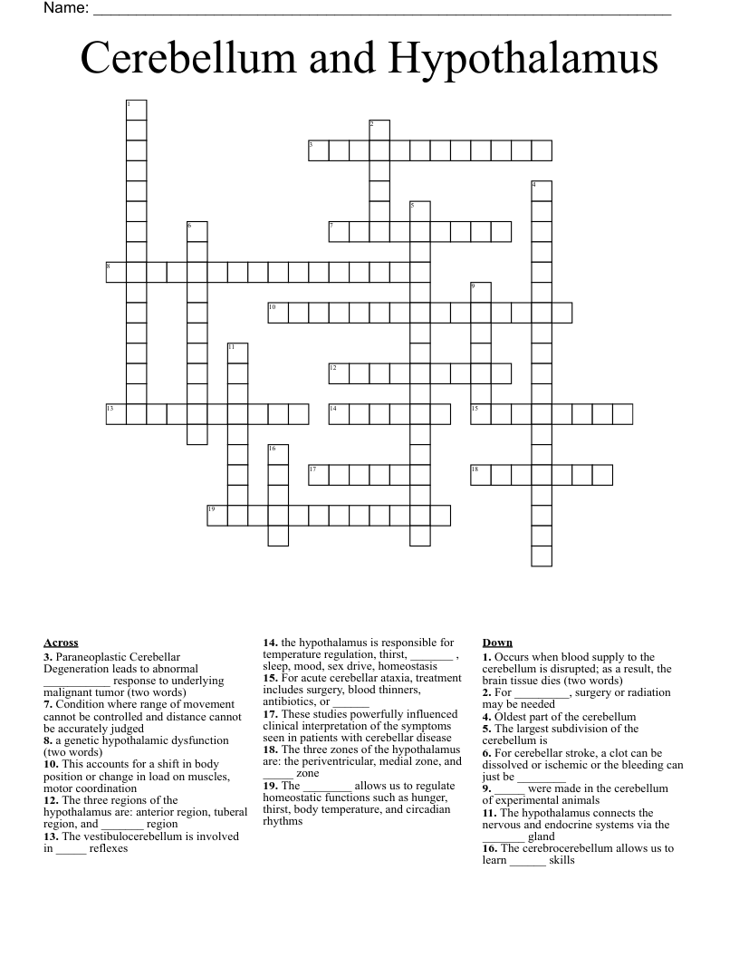 Cerebellum and Hypothalamus Crossword
