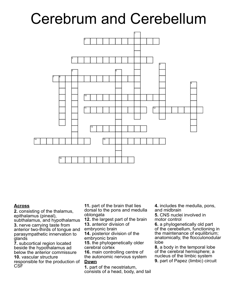 Cerebrum and Cerebellum Crossword