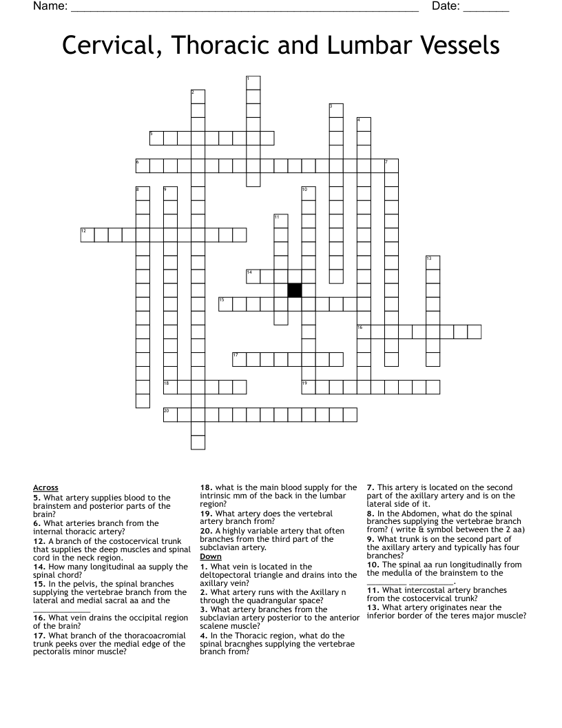 Cervical, Thoracic and Lumbar Vessels  Crossword