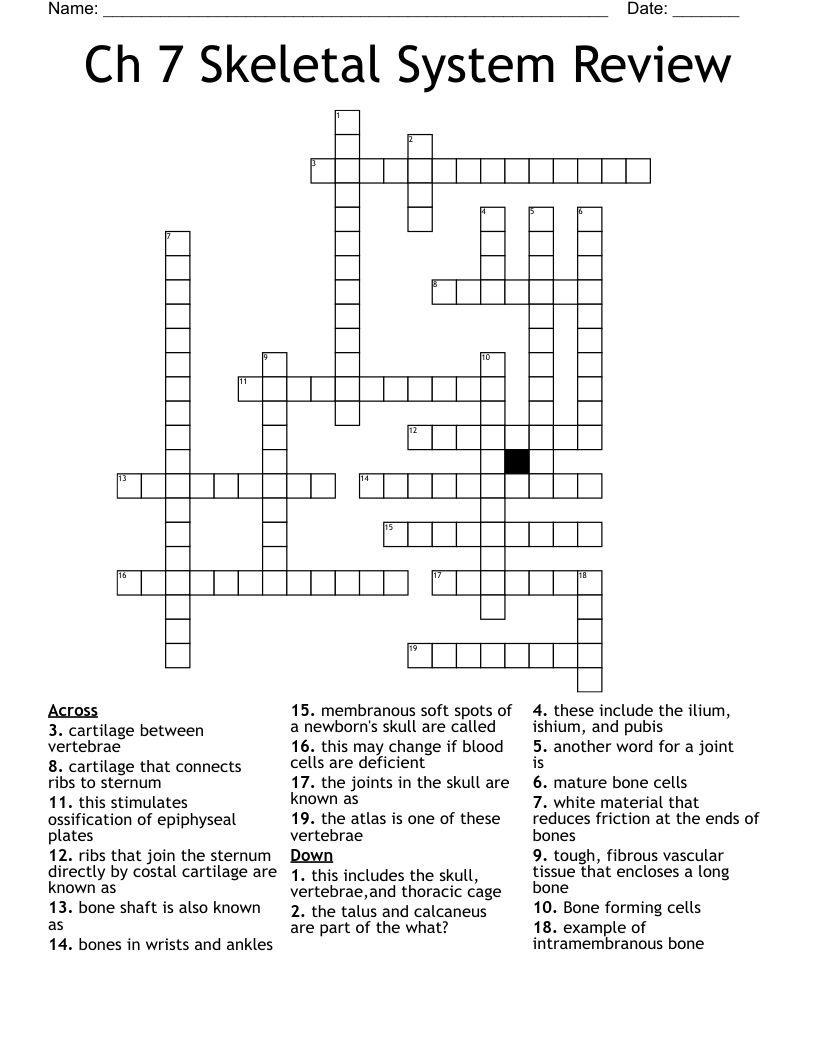 Ch 7 Skeletal System Review Crossword