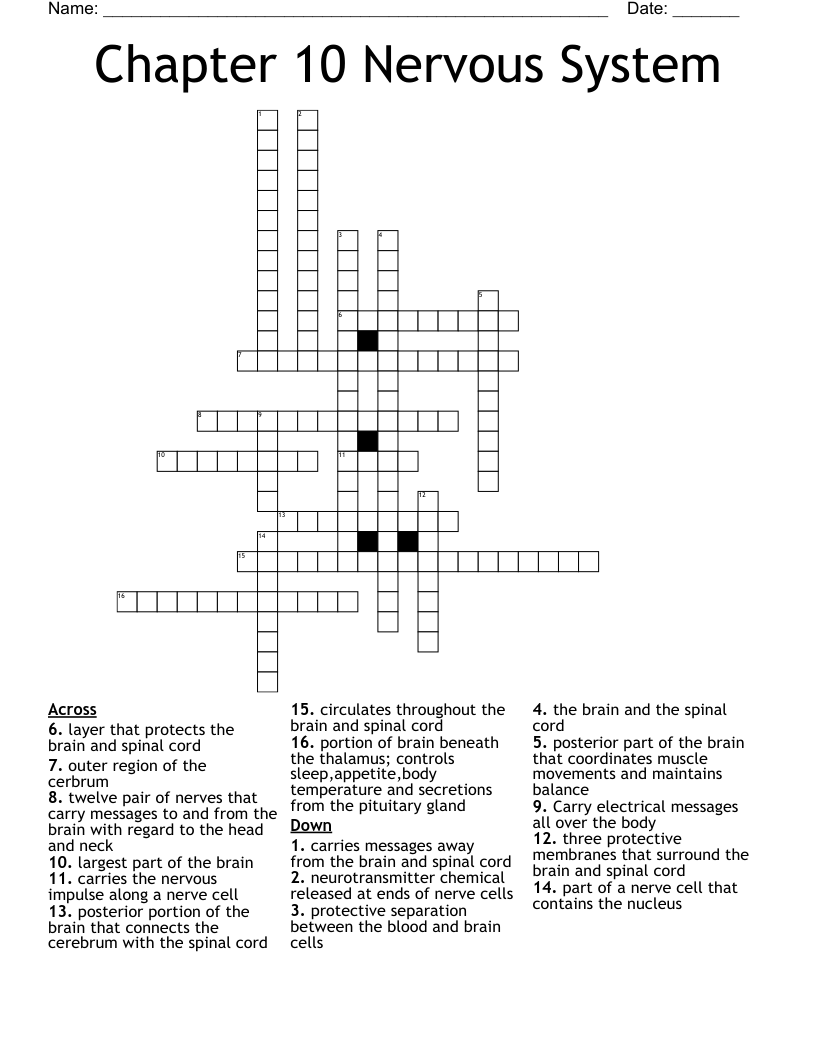 Chapter 10 Nervous System Crossword