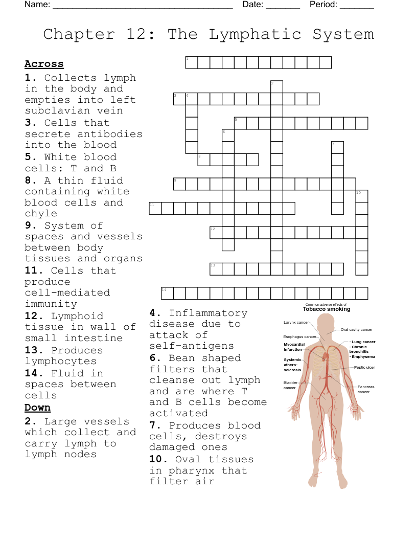 Chapter 12: The Lymphatic System Crossword