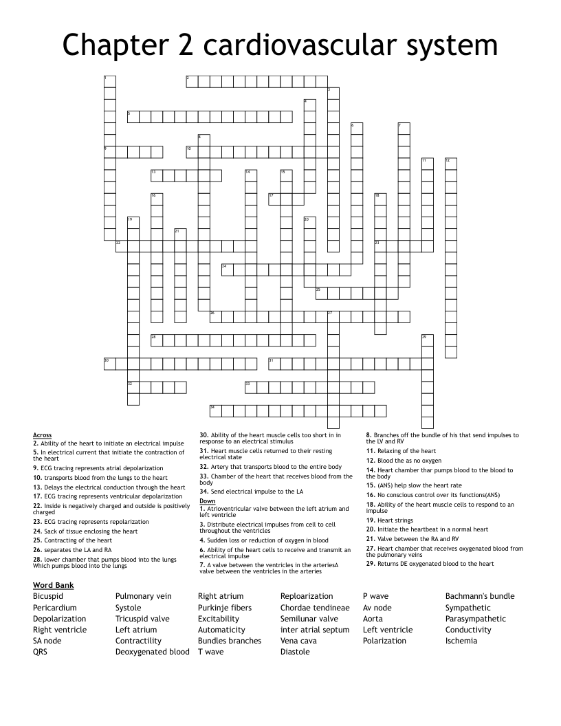 Chapter 2 cardiovascular system  Crossword