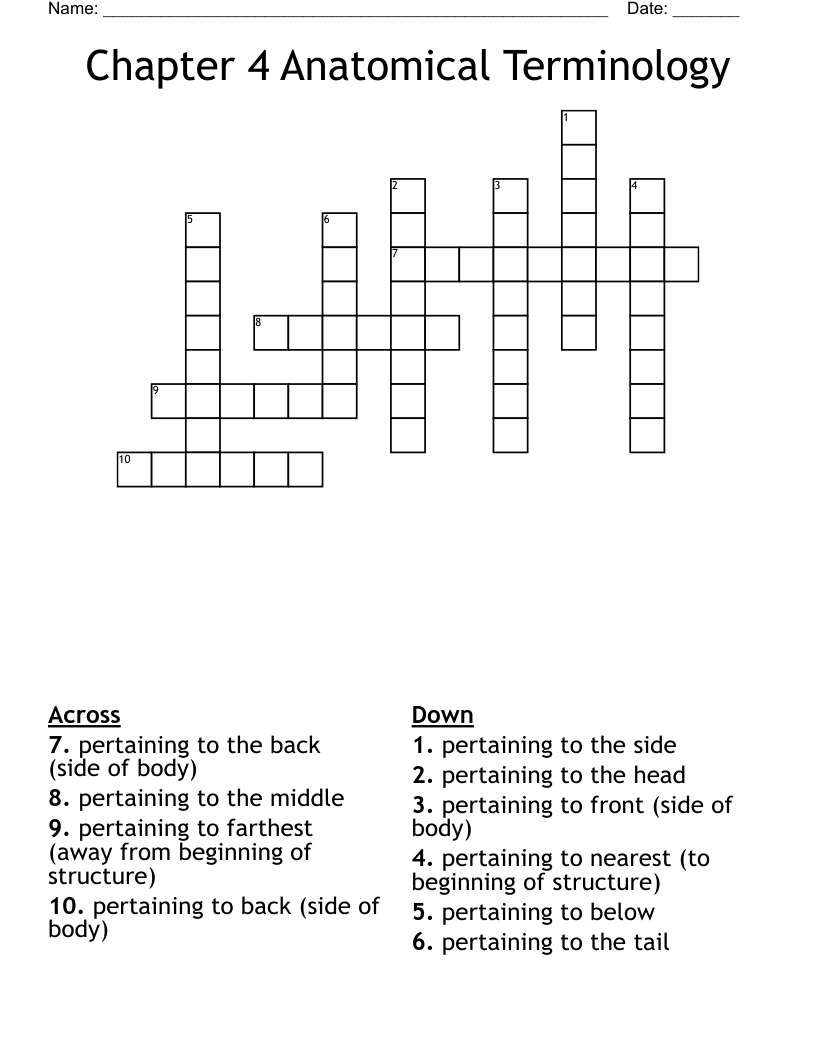 Chapter 4 Anatomical Terminology Crossword