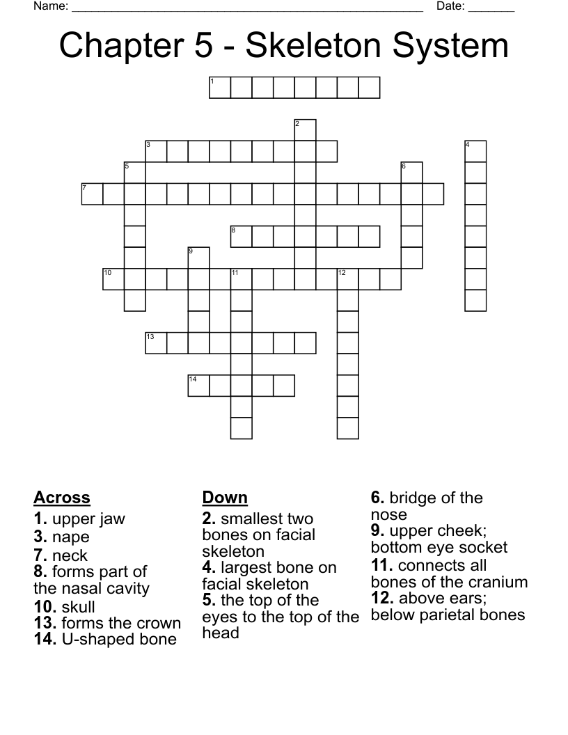 Chapter 5 - Skeleton System Crossword