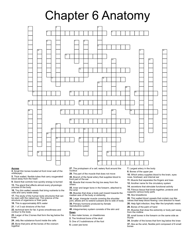 Chapter 6 Anatomy Crossword