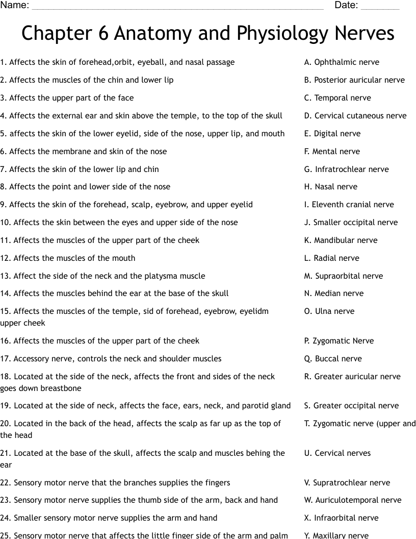 Chapter 6 Anatomy and Physiology Nerves Worksheet