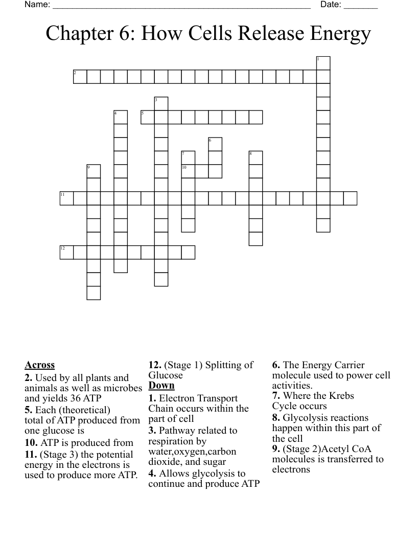 Chapter 6: How Cells Release Energy  Crossword