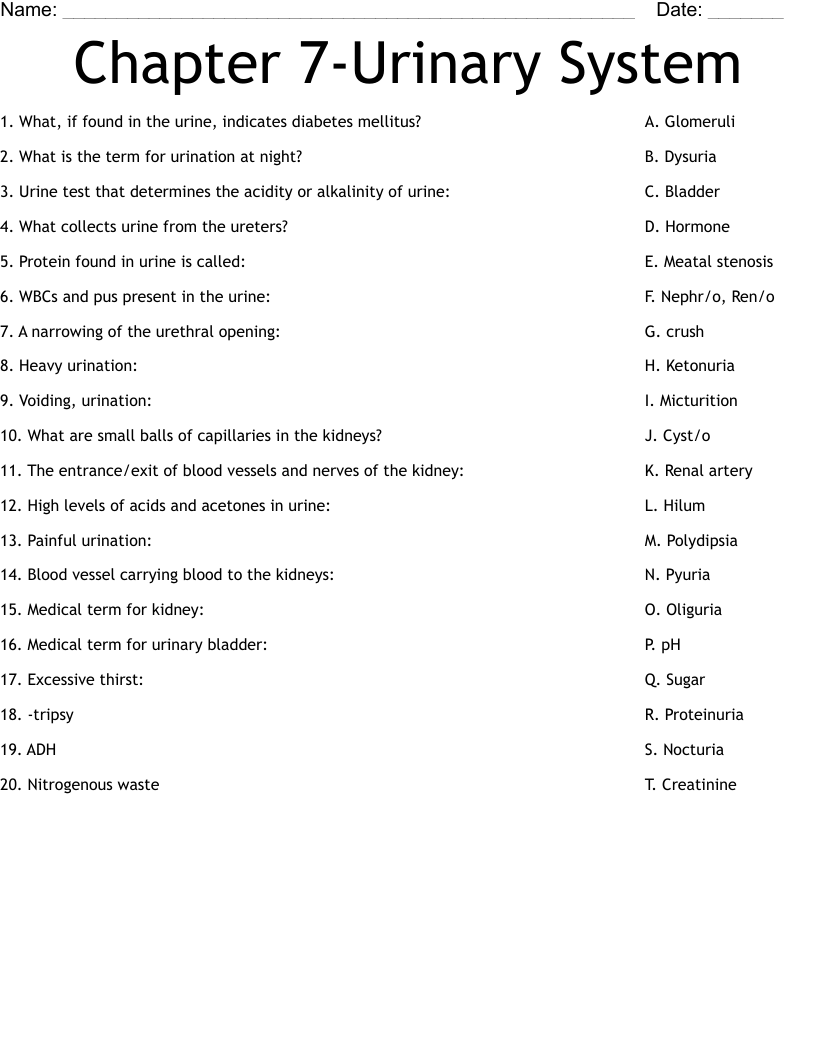 Chapter 7-Urinary System Worksheet