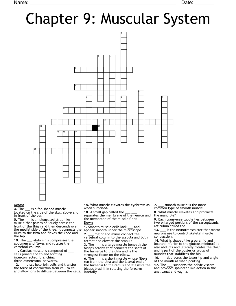 Chapter 9: Muscular System Crossword