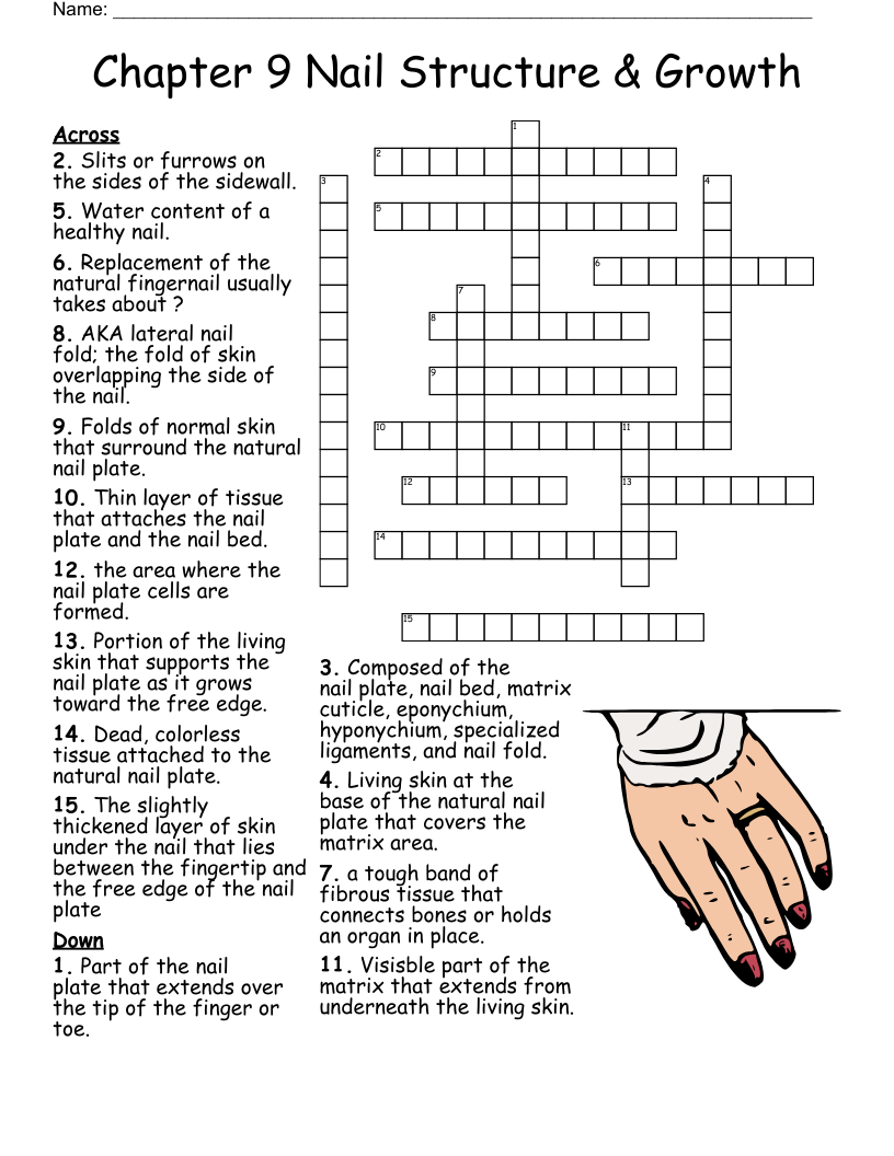Chapter 9 Nail Structure & Growth Crossword