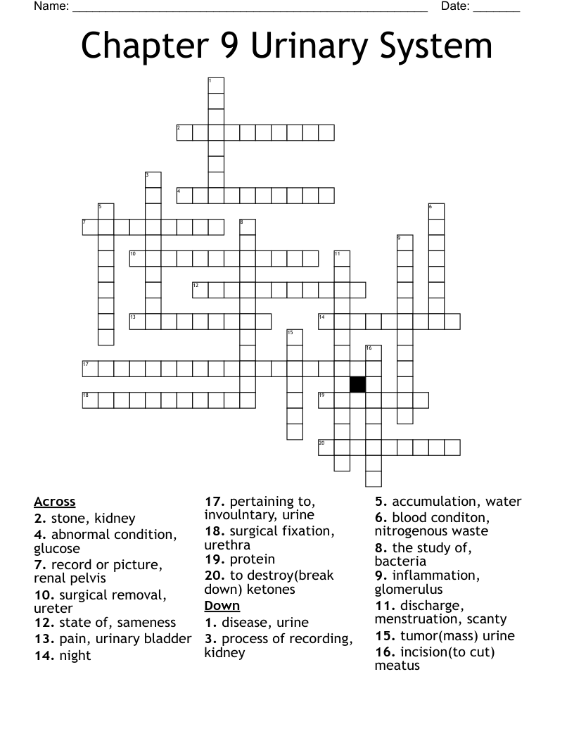 Chapter 9 Urinary System Crossword