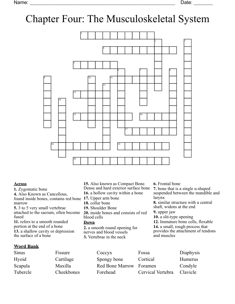 Chapter Four: The Musculoskeletal System  Crossword