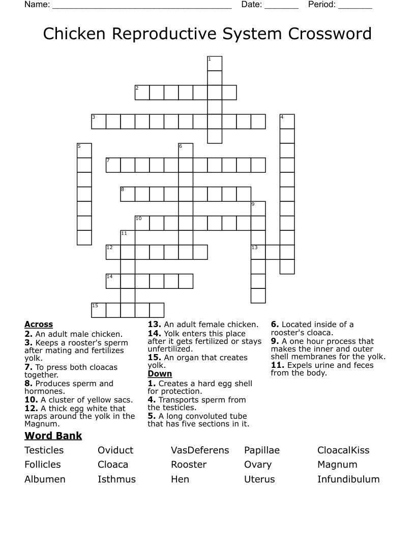 Chicken Reproductive System Crossword