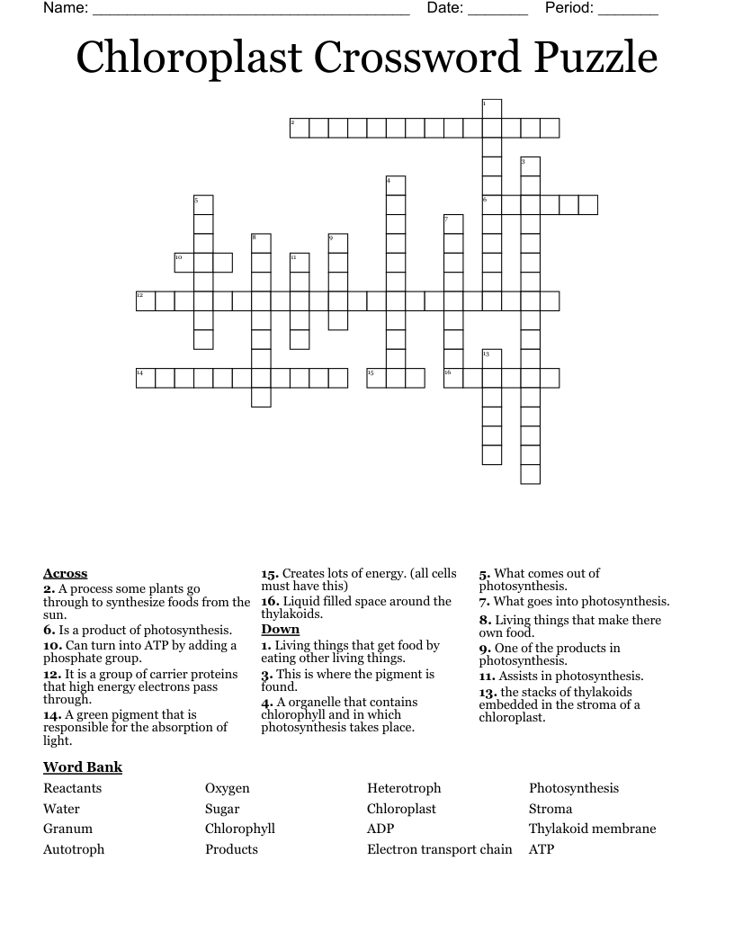 Chloroplast Crossword Puzzle