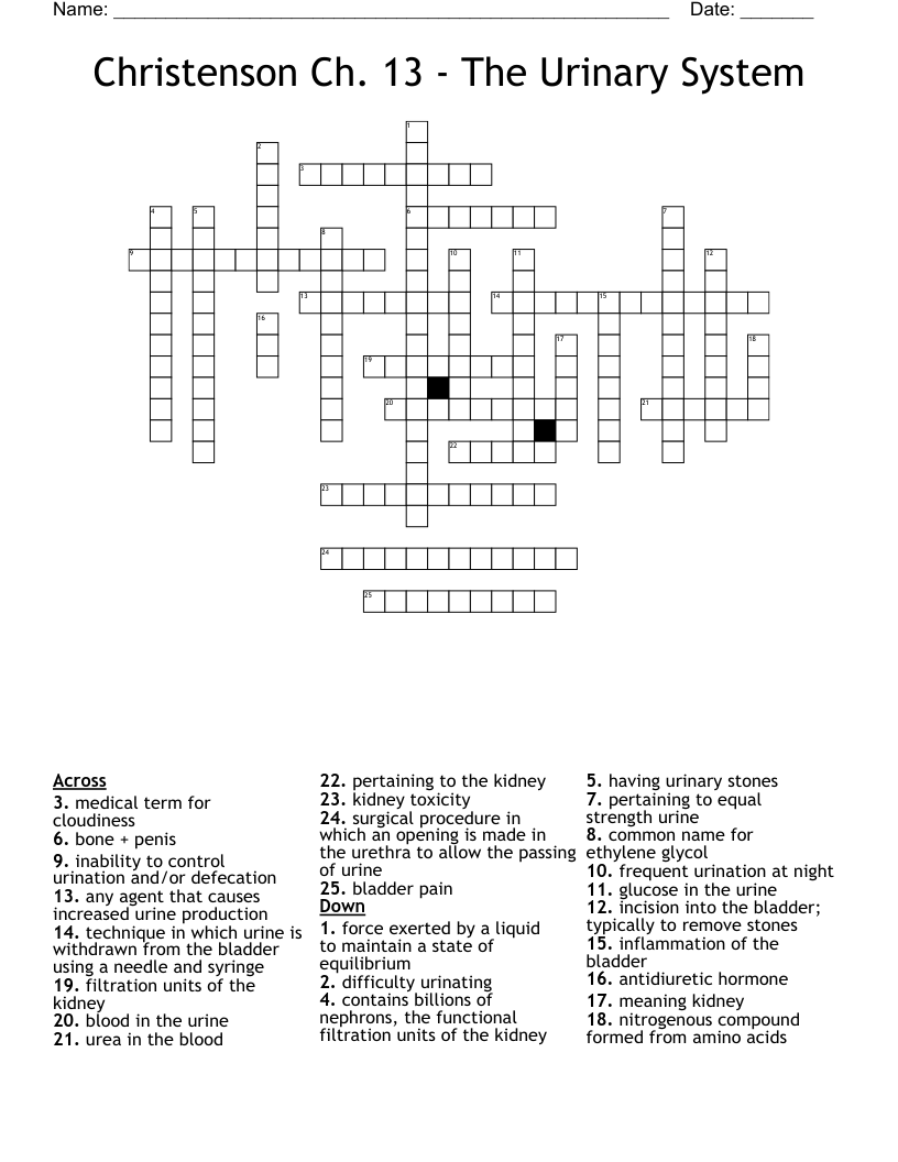 Christenson Ch. 13 - The Urinary System Crossword