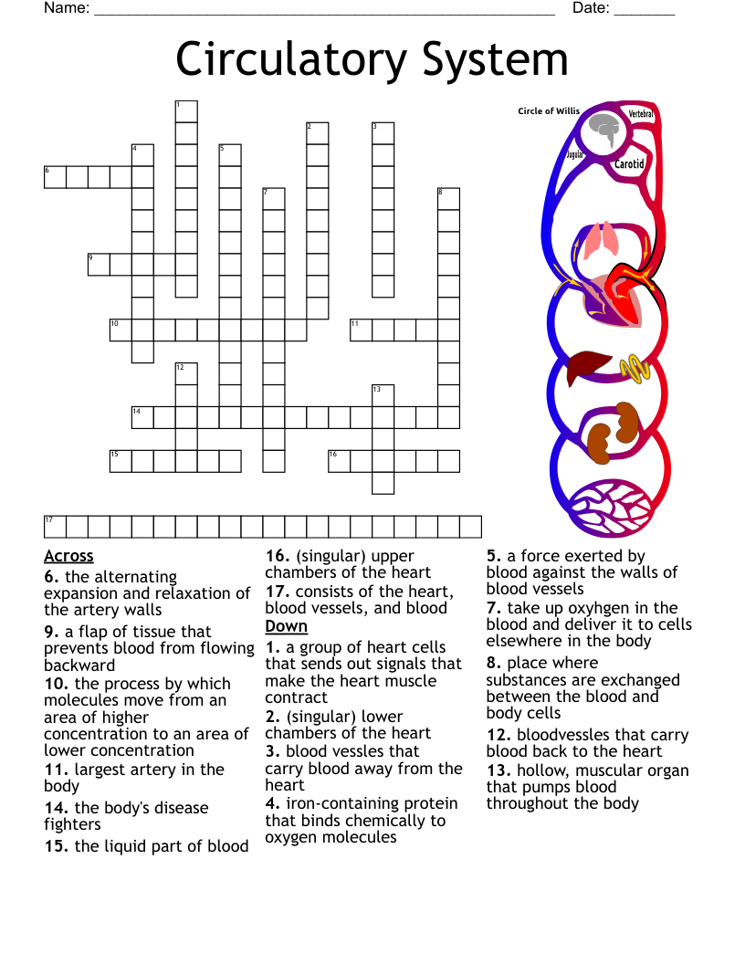 Circulatory System Crossword