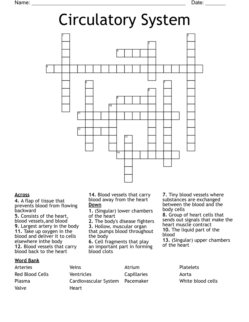 Circulatory System Crossword