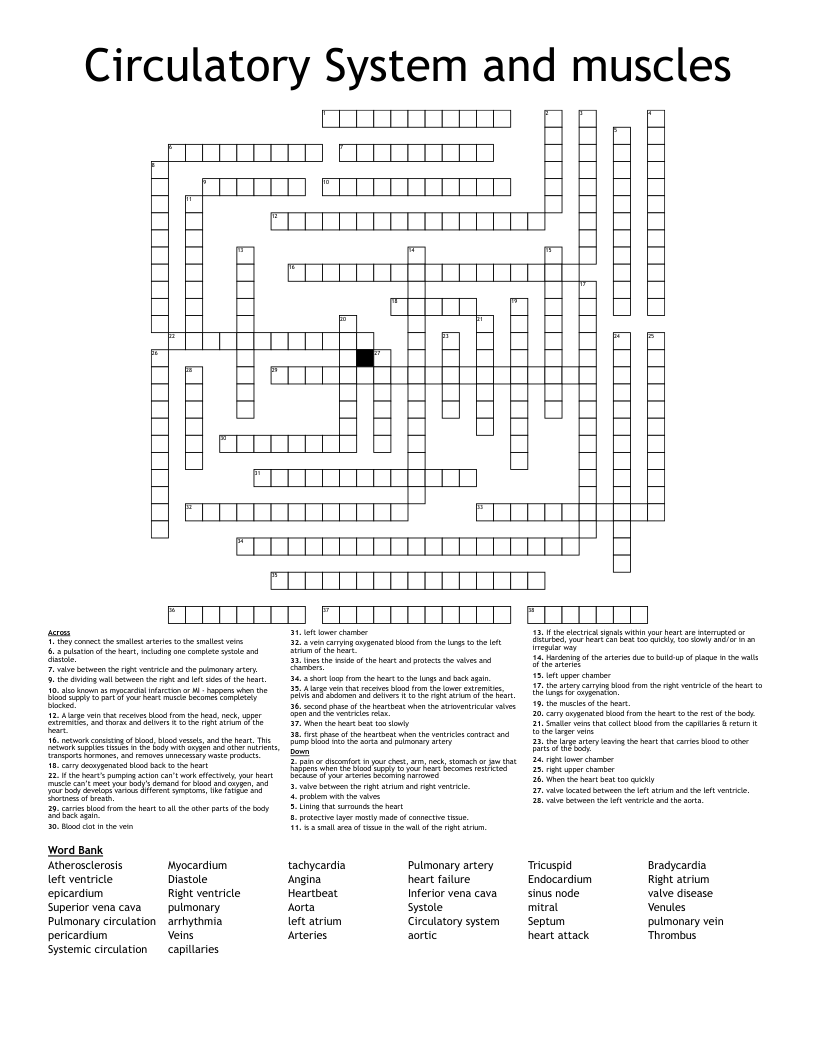 Circulatory System and muscles Crossword