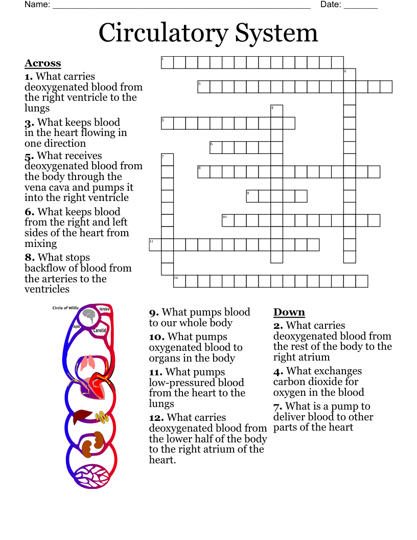 Circulatory System  Crossword