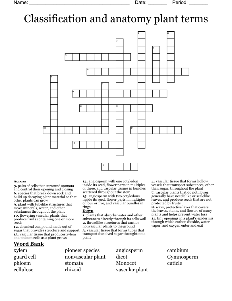 Classification and anatomy plant terms Crossword