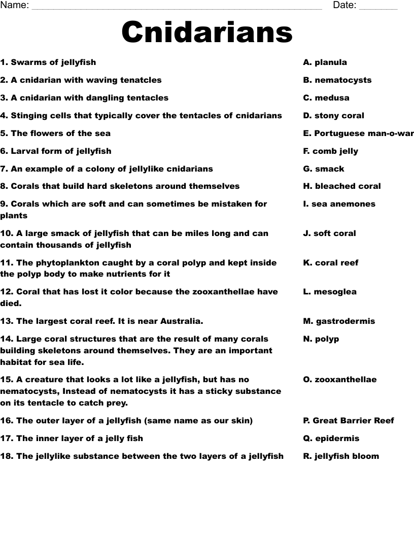 Cnidarians Worksheet