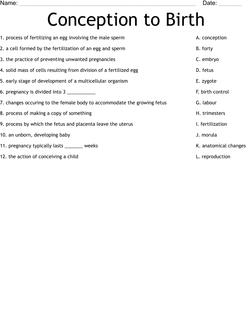 Conception to Birth Worksheet