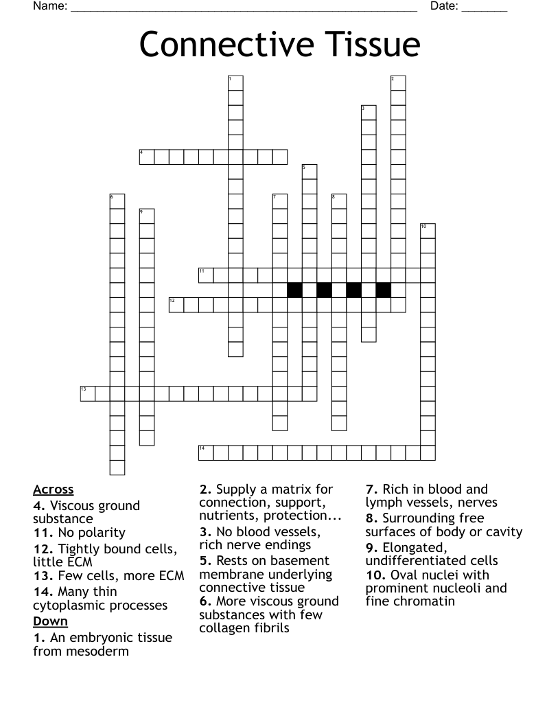 Connective Tissue Crossword