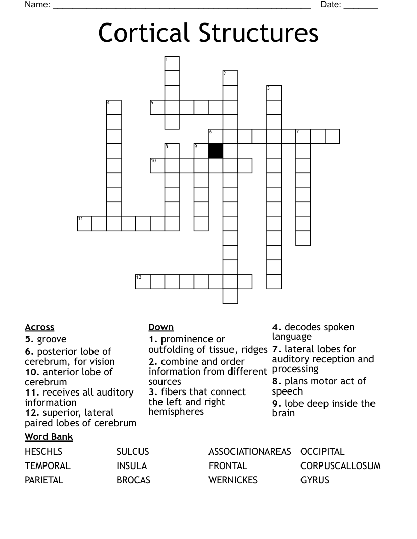 Cortical Structures Crossword