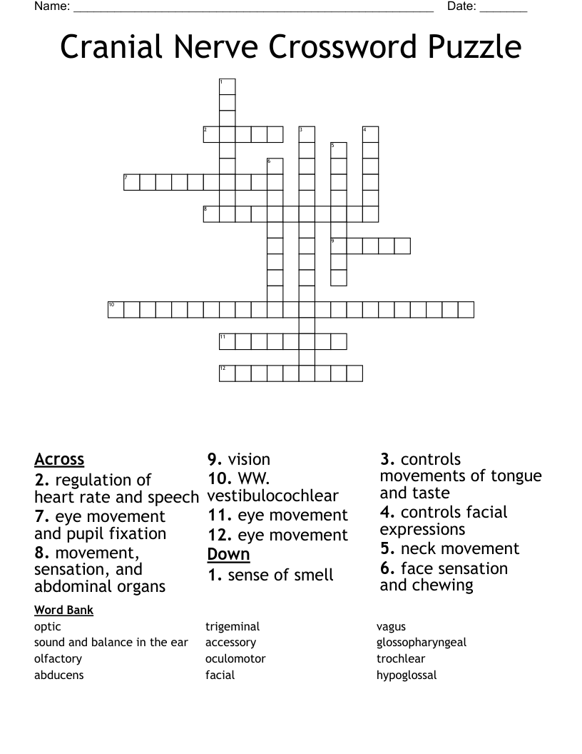 Cranial Nerve Crossword Puzzle