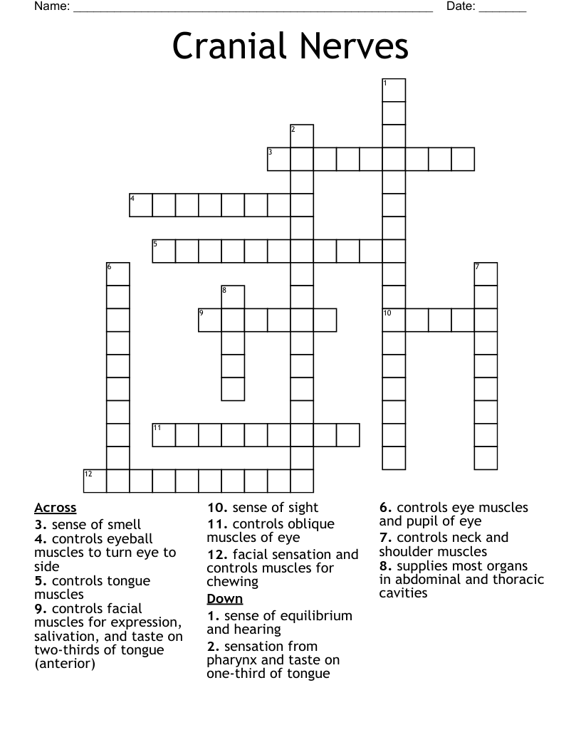 Cranial Nerves Crossword