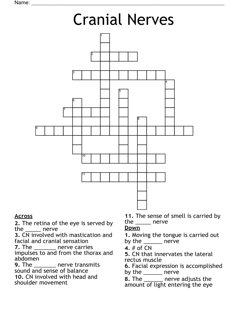 Cranial Nerves Crossword