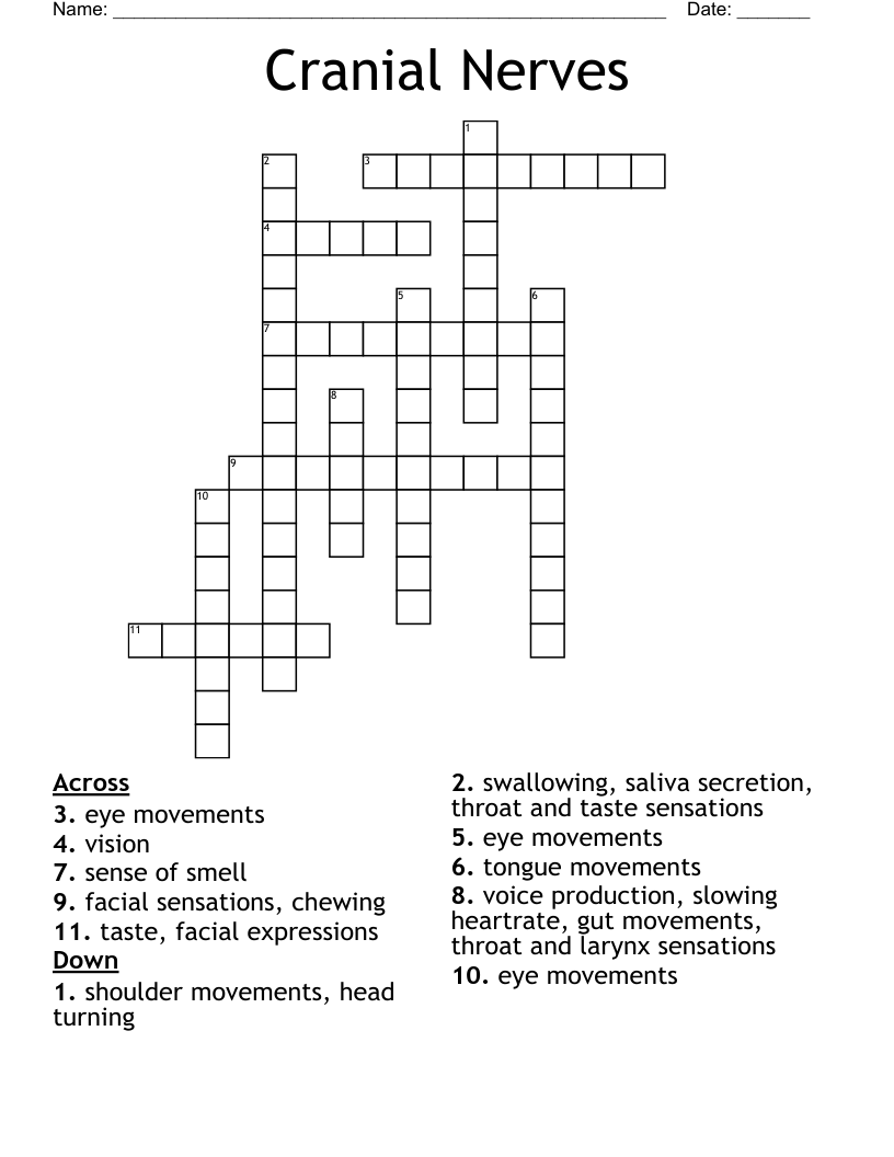 Cranial Nerves Crossword