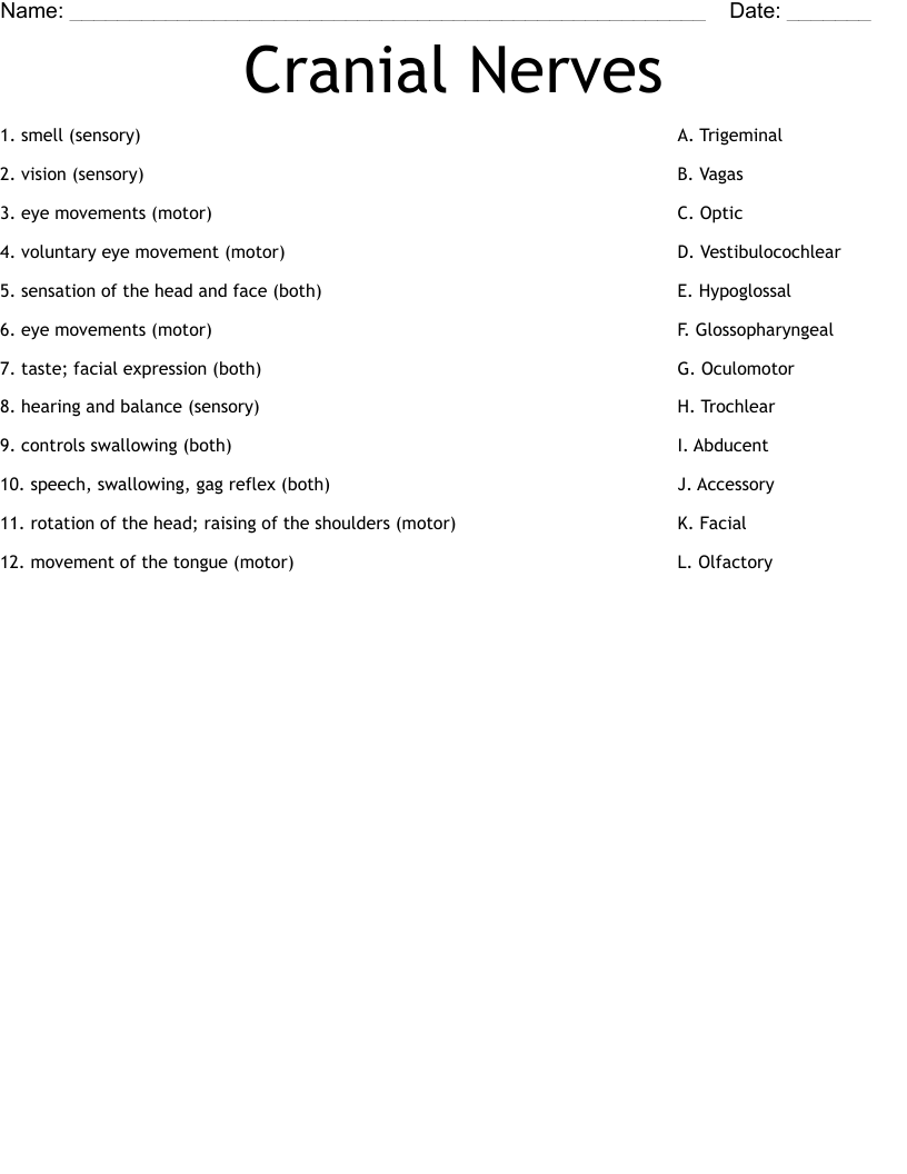Cranial Nerves Worksheet