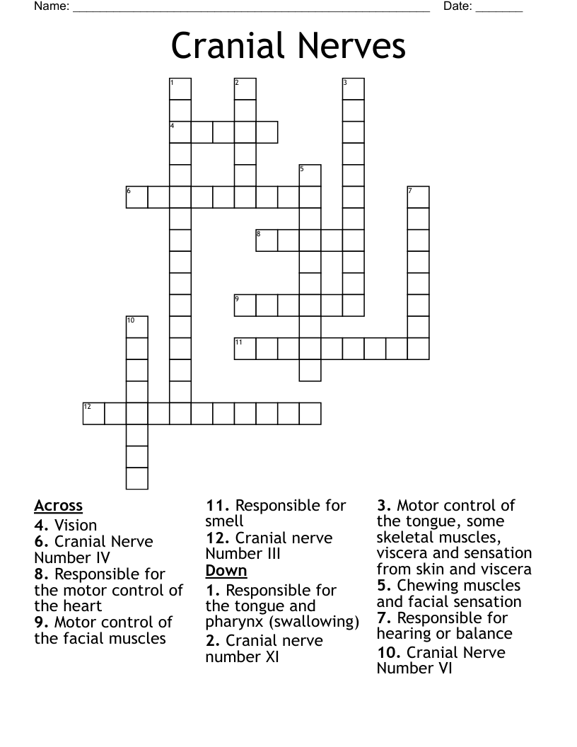 Cranial Nerves Crossword