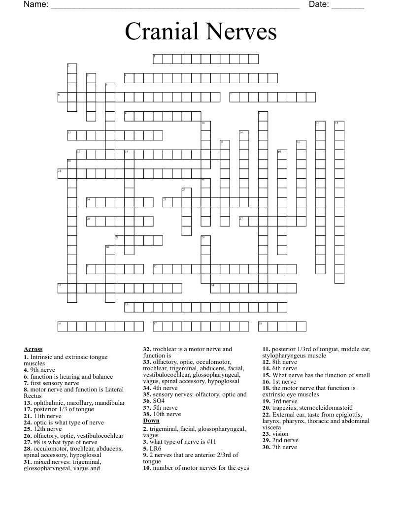 Cranial Nerves Crossword