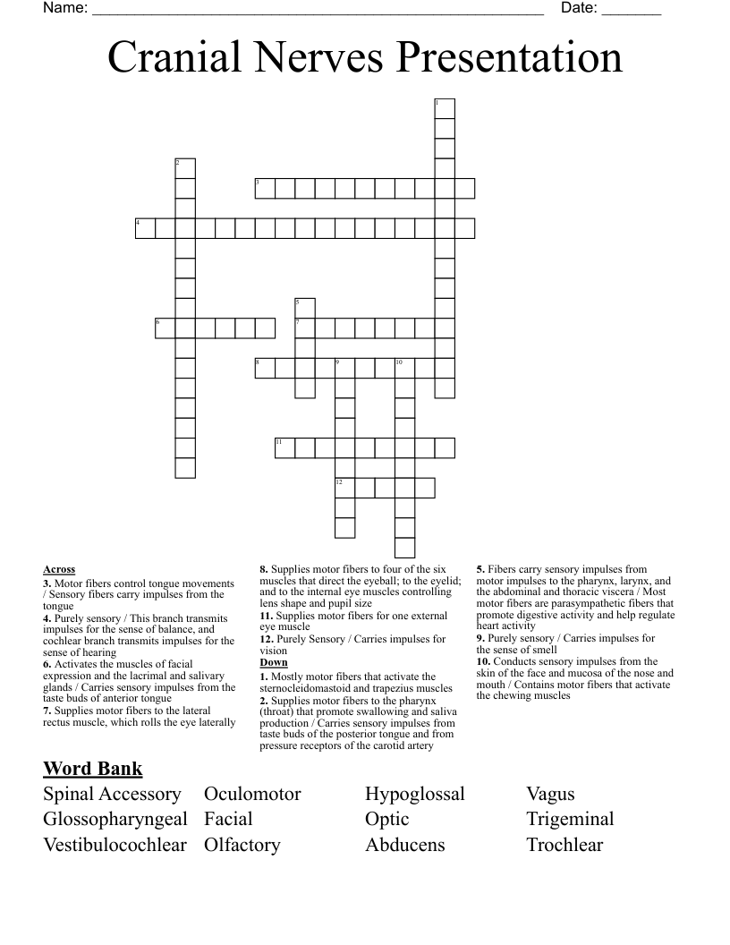 Cranial Nerves Presentation Crossword